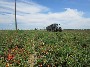 A área de produção da Tomataza localiza-se na região do Ribatejo, na Lezíria do rio Tejo,&nbsp; concelhos de Azambuja, Cartaxo e Santarém.