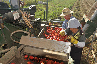 A área de produção da Tomataza localiza-se na região do Ribatejo, na Lezíria do rio Tejo,&nbsp; concelhos de Azambuja, Cartaxo e Santarém.