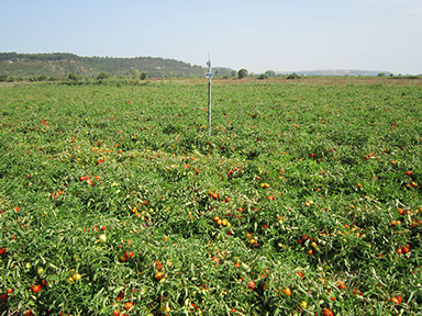 A área de produção da Tomataza localiza-se na região do Ribatejo, na Lezíria do rio Tejo,&nbsp; concelhos de Azambuja, Cartaxo e Santarém.
