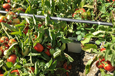 A área de produção da Tomataza localiza-se na região do Ribatejo, na Lezíria do rio Tejo,&nbsp; concelhos de Azambuja, Cartaxo e Santarém.