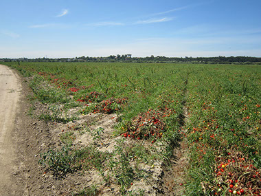 A área de produção da Tomataza localiza-se na região do Ribatejo, na Lezíria do rio Tejo,&nbsp; concelhos de Azambuja, Cartaxo e Santarém.