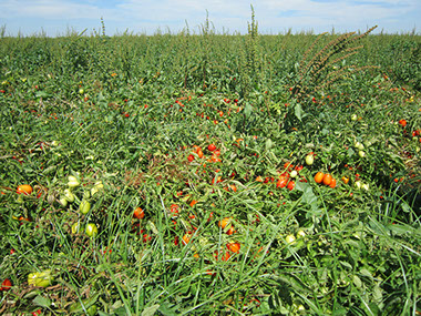 A área de produção da Tomataza localiza-se na região do Ribatejo, na Lezíria do rio Tejo,&nbsp; concelhos de Azambuja, Cartaxo e Santarém.