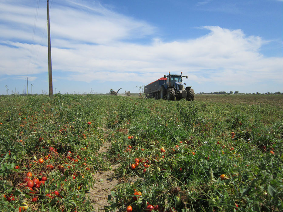 A área de produção da Tomataza localiza-se na região do Ribatejo, na Lezíria do rio Tejo,  concelhos de Azambuja, Cartaxo e Santarém.