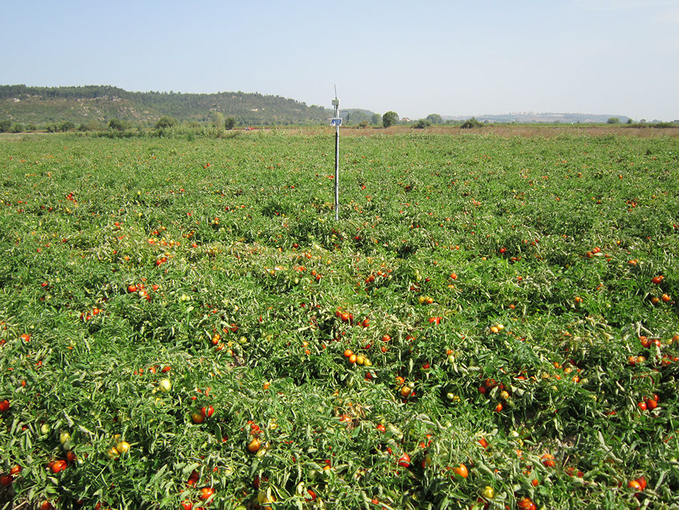 A área de produção da Tomataza localiza-se na região do Ribatejo, na Lezíria do rio Tejo,  concelhos de Azambuja, Cartaxo e Santarém.